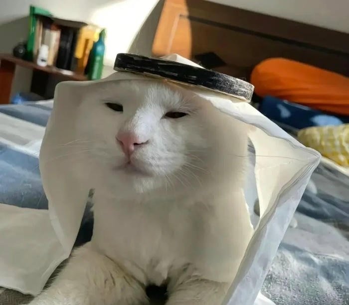 playful goofy feline look silly cat pfp