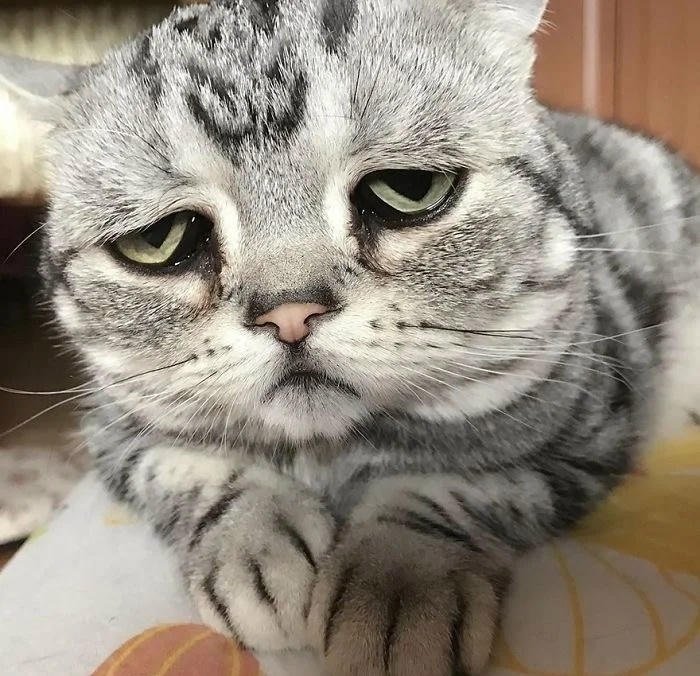 playful silly feline portrait silly cat pfp