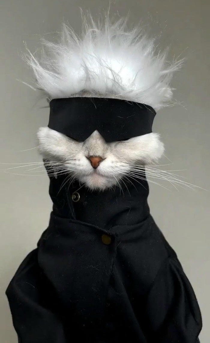 silly cat pfp awkward cat expression portrait