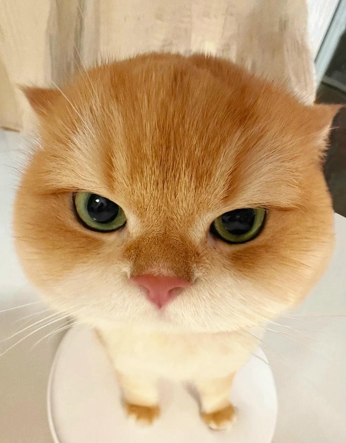 silly cat pfp chaotic silly feline mood