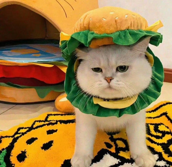 silly cat pfp funny cat avatar look