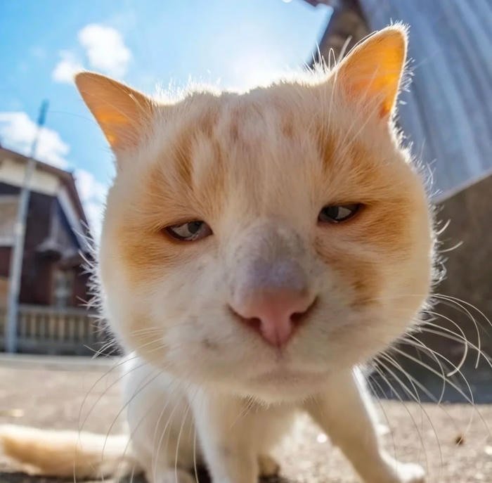 silly cat pfp goofy cat portrait style