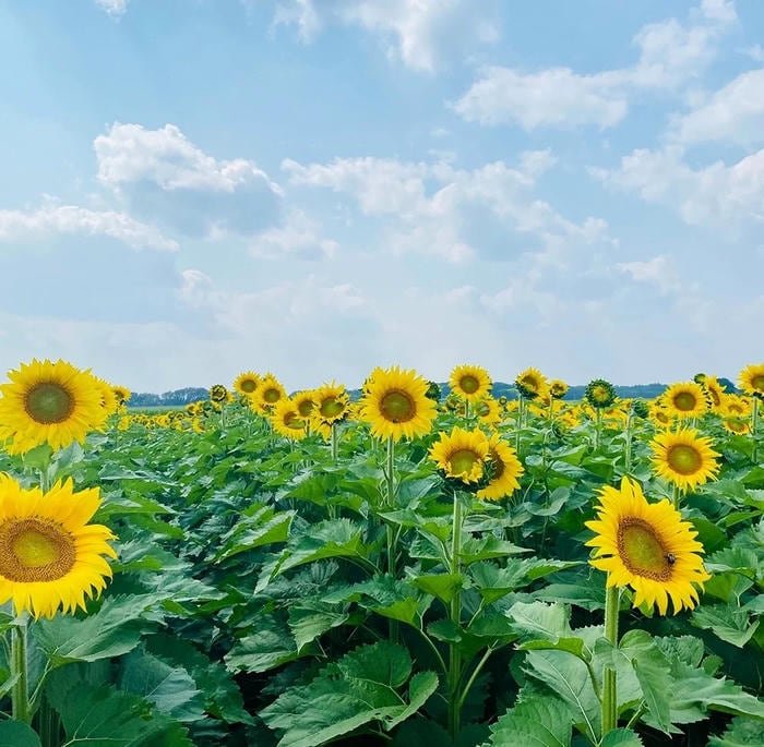 soft pastel aesthetic style flower pfp image