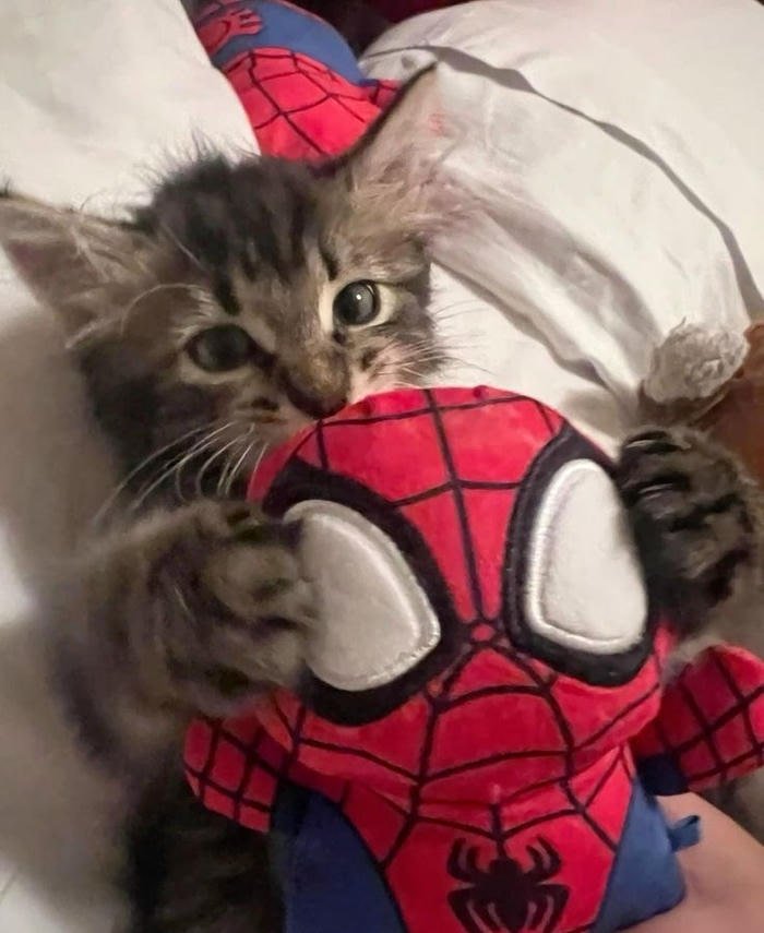 spider man cute adorable superhero pose
