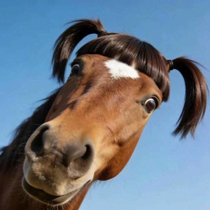 unexpected horse close up creating awkward humor cute funny pfp