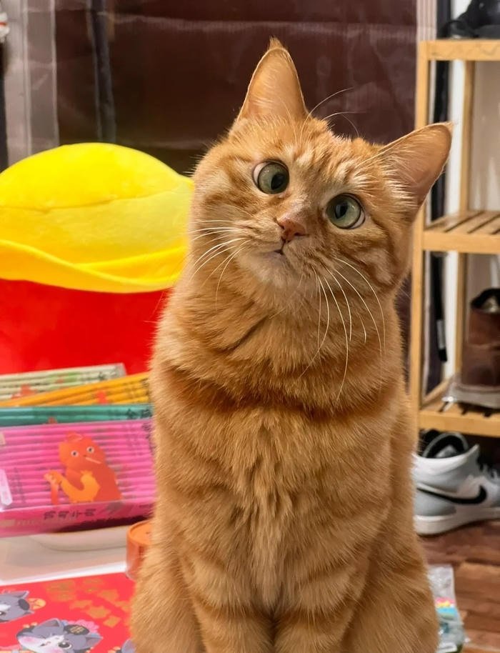 weird funny cat face avatar silly cat pfp