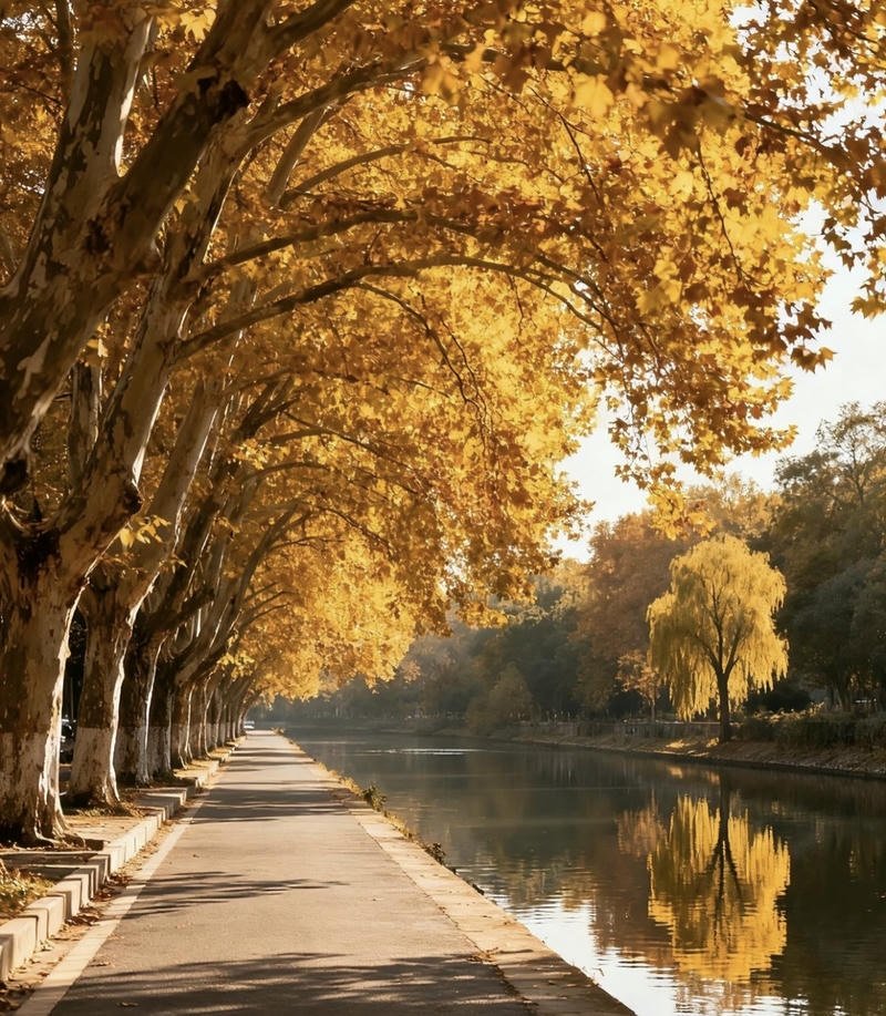 Autumn street lights glowing softly creating warm aesthetic fall pfp mood