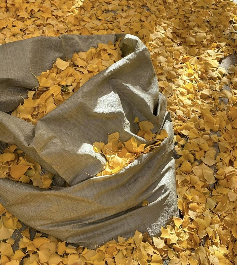 Cute cozy hoodie autumn portrait aesthetic fall pfp for profile pictures