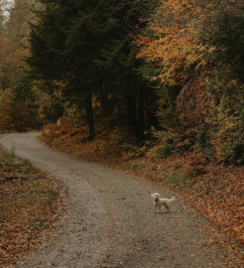 Cute sweater outfit surrounded by leaves fall aesthetic pfp profile image
