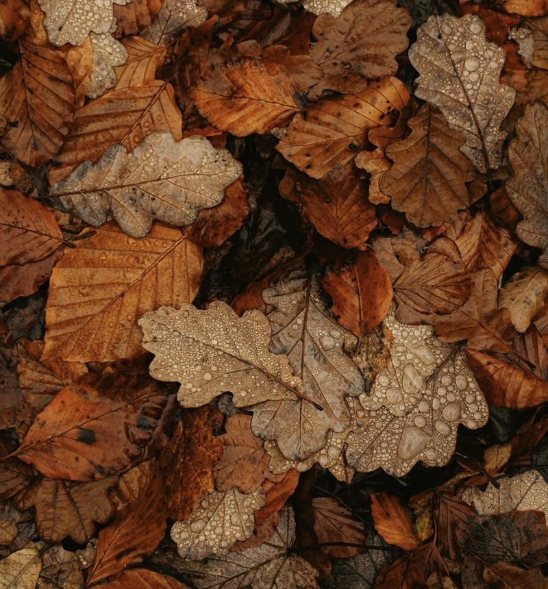 Fall aesthetic pfp with cozy autumn leaves and warm orange tones