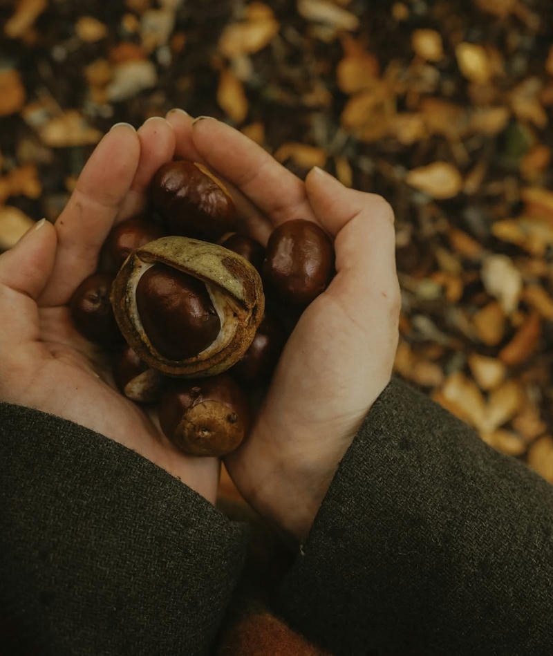 Golden forest path glowing softly perfect fall aesthetic pfp avatar