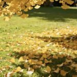Minimal autumn leaves background aesthetic fall pfp with calm seasonal mood
