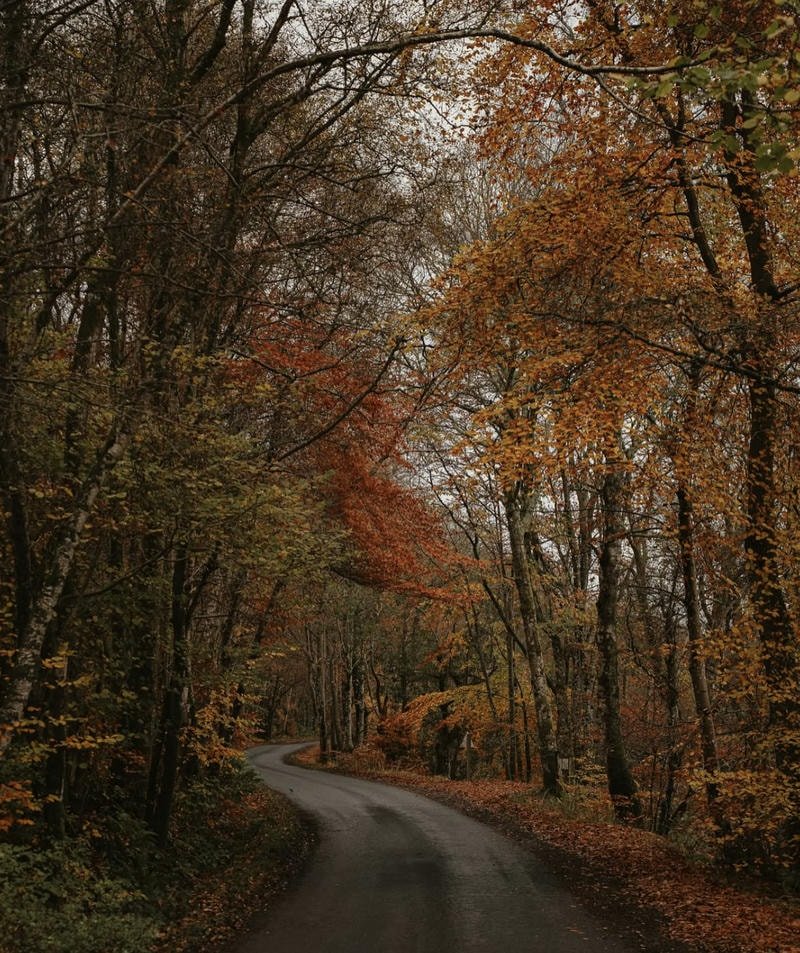 Soft golden leaf background aesthetic fall pfp perfect cozy seasonal vibe