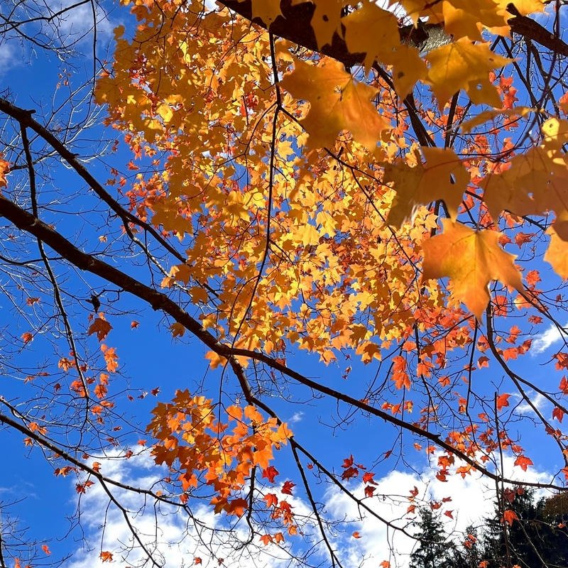 Soft orange sky background perfect fall aesthetic pfp vibe