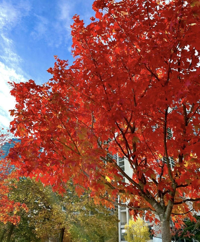 Warm coffee and falling leaves vibe aesthetic fall pfp for cozy profiles