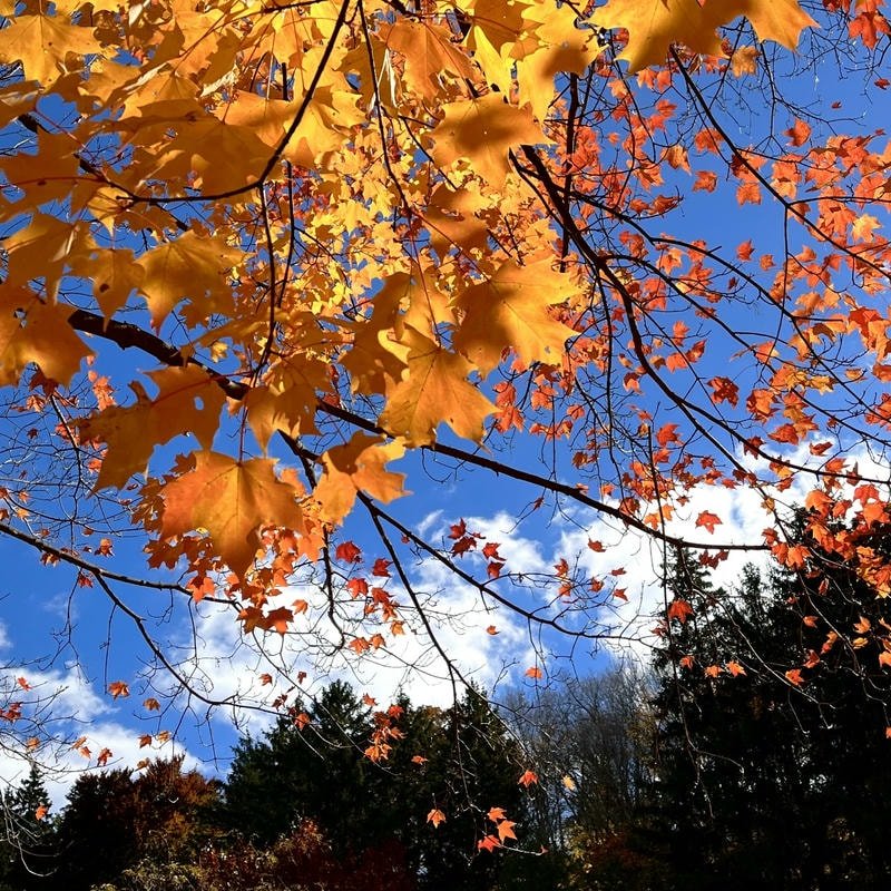 Warm golden tree canopy view forming fall aesthetic pfp profile image